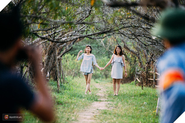 Một cánh đồng hoa bao la với bầy cừu xinh xắn, ở Hà Nội cũng có rồi đấy! - Ảnh 2.