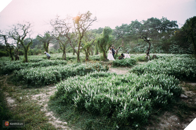 Một cánh đồng hoa bao la với bầy cừu xinh xắn, ở Hà Nội cũng có rồi đấy! - Ảnh 11.