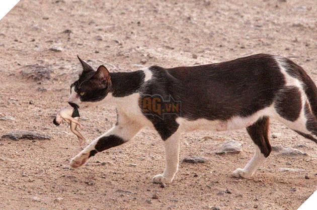 Anh chàng say xỉn này là nạn nhân tiếp theo của các chuyên gia Photoshop - Ảnh 7.