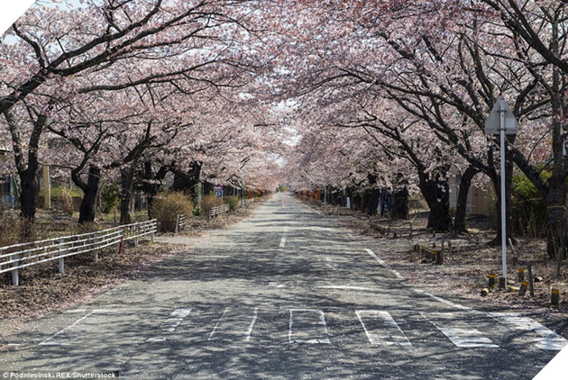 Chùm ảnh: Những bức hình ám ảnh về thị trấn ma sau thảm họa nhà máy hạt nhân Fukushima, Nhật Bản 2011 - Ảnh 17.