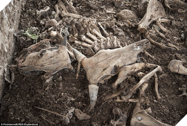 Chùm ảnh: Những bức hình ám ảnh về thị trấn ma sau thảm họa nhà máy hạt nhân Fukushima, Nhật Bản 2011 - Ảnh 7.