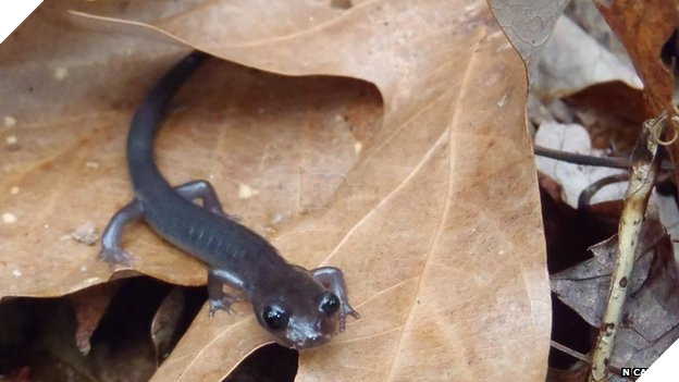 Cảm phục nhà làm game bỏ hơn 300 tỷ tiền túi để bảo vệ môi trường