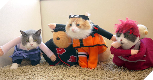 Đến thăm quán cafe mèo cosplay cực dễ thương tại Nhật Bản