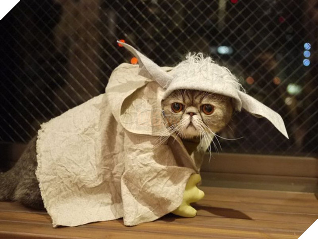 Đến thăm quán cafe mèo cosplay cực dễ thương tại Nhật Bản