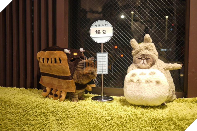 Đến thăm quán cafe mèo cosplay cực dễ thương tại Nhật Bản
