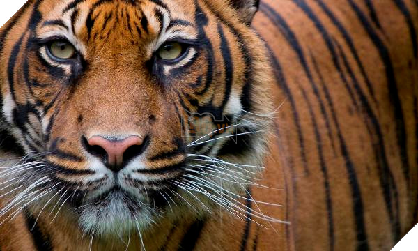 Có thể bạn chưa biết về những lần đầu tiên của thế giới trong năm 2016 - Ảnh 8.