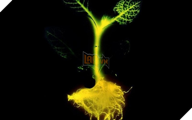 7 thiết bị công nghệ sẽ khiến bạn mắt tròn mắt dẹt ngạc nhiên - Ảnh 5.