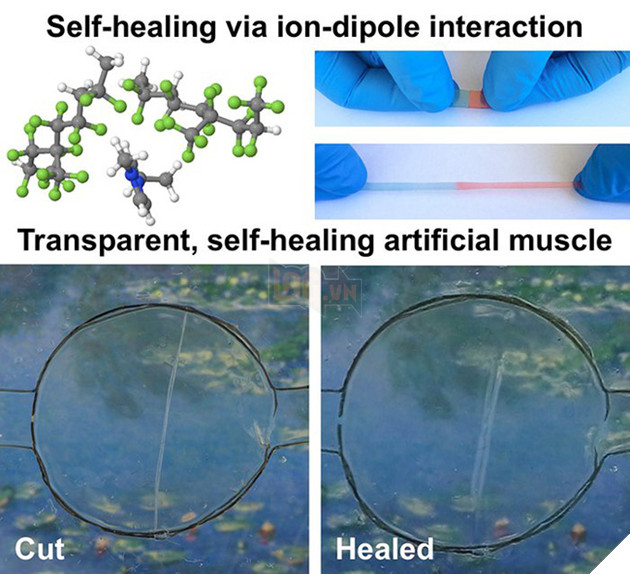 Khoa học đã tạo ra loại vật liệu với đầy đủ khả năng siêu phàm của Wolverine - Ảnh 2.