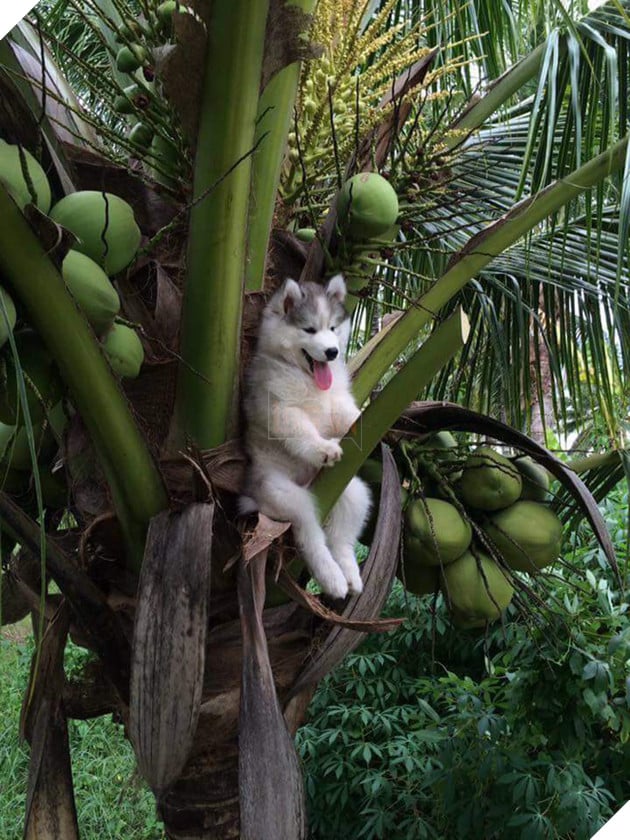 Chùm ảnh chế về chú chó Husky cưỡi cành dừa đi khám phá thế gian - Ảnh 1.