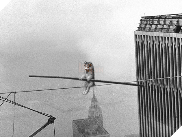 Chùm ảnh chế của chú chó Husky ngã cây nhất quả đất - Ảnh 5.