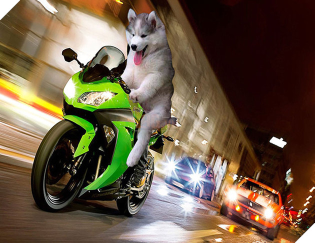 Chùm ảnh chế của chú chó Husky ngã cây nhất quả đất - Ảnh 7.