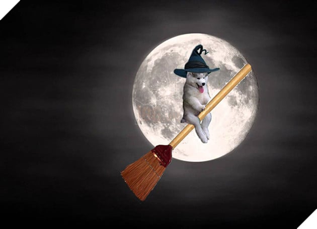 Chùm ảnh chế của chú chó Husky ngã cây nhất quả đất - Ảnh 11.