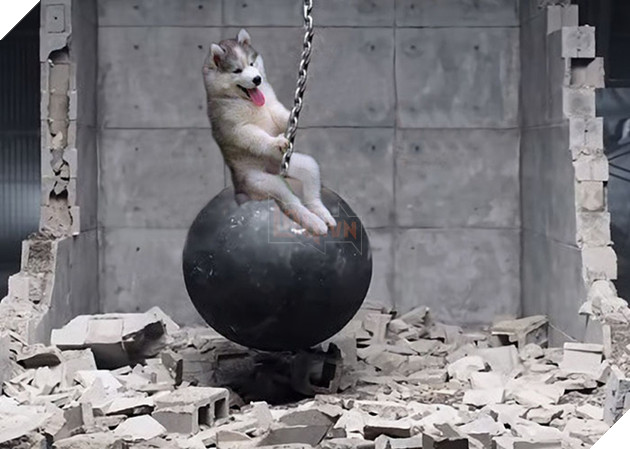 Chùm ảnh chế của chú chó Husky ngã cây nhất quả đất - Ảnh 17.