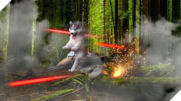 Chùm ảnh chế của chú chó Husky ngã cây nhất quả đất - Ảnh 21.