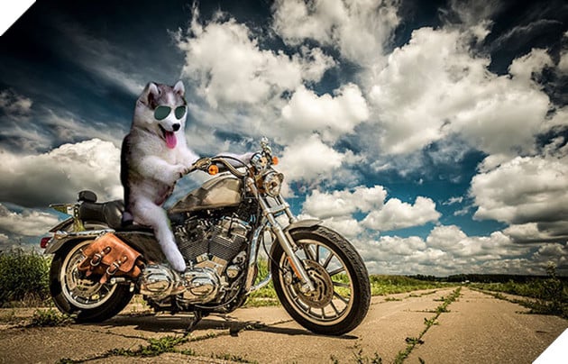 Chùm ảnh chế của chú chó Husky ngã cây nhất quả đất - Ảnh 25.