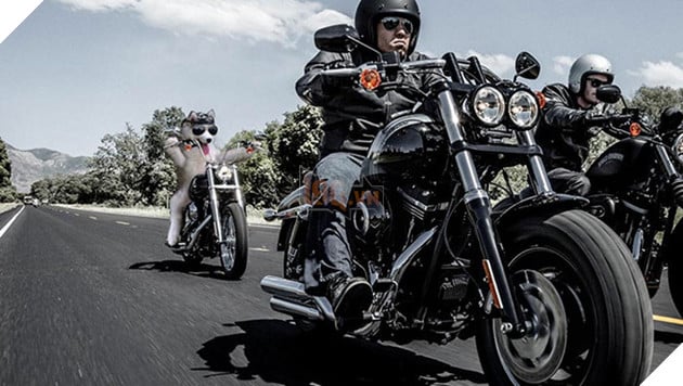 Chùm ảnh chế của chú chó Husky ngã cây nhất quả đất - Ảnh 31.