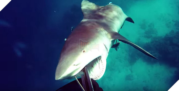 Hết cáp quang, cá mập tiếp tục tấn công Lag.vn