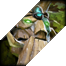 DotA2 Heroes: Treant Protector