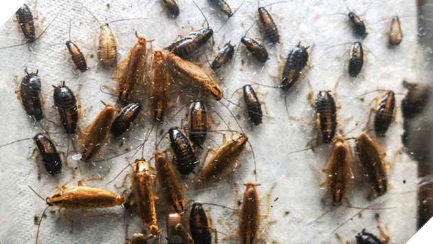 Hiện tượng kinh dị mà bất kỳ ai sở hữu máy PS4 cũng đều thấu hiểu - Ảnh 6.