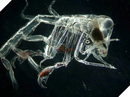 Bí ẩn đứng sau tạo hình khủng khiếp của Alien - Ảnh 6.