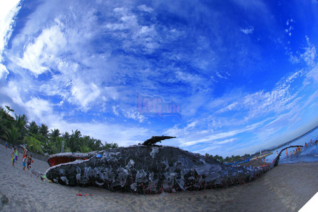 Cá voi khổng lồ nằm chết bên bãi biển, ai cũng sốc khi phát hiện ra thứ bên trong miệng nó - Ảnh 7.