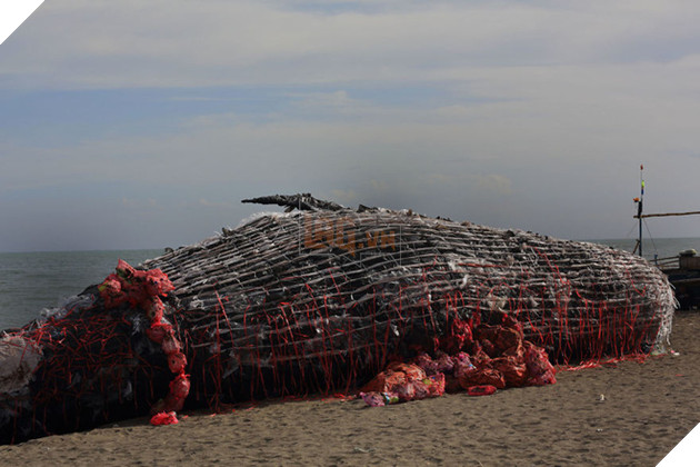 Cá voi khổng lồ nằm chết bên bãi biển, ai cũng sốc khi phát hiện ra thứ bên trong miệng nó - Ảnh 2.