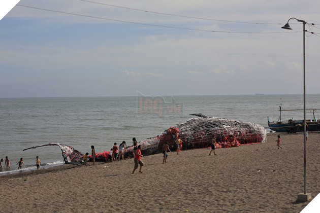 Cá voi khổng lồ nằm chết bên bãi biển, ai cũng sốc khi phát hiện ra thứ bên trong miệng nó - Ảnh 6.