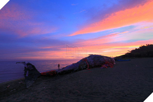 Cá voi khổng lồ nằm chết bên bãi biển, ai cũng sốc khi phát hiện ra thứ bên trong miệng nó - Ảnh 5.