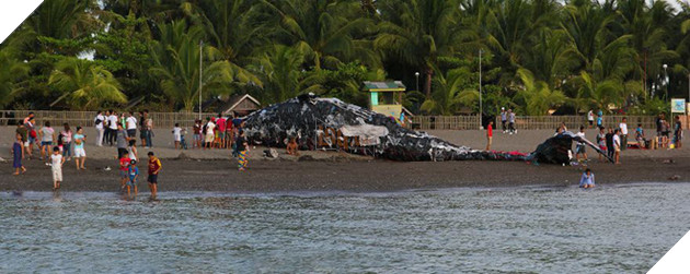 Cá voi khổng lồ nằm chết bên bãi biển, ai cũng sốc khi phát hiện ra thứ bên trong miệng nó - Ảnh 4.