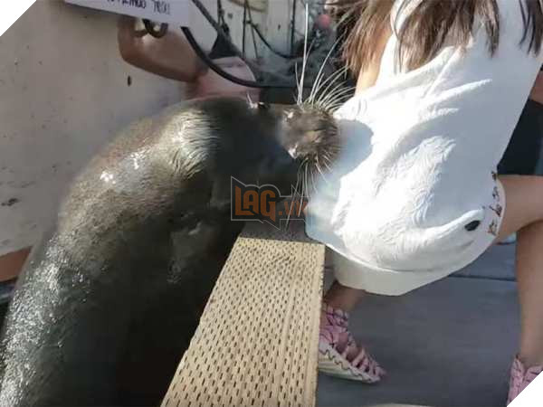 Clip: Khoảnh khắc đáng sợ khi bé gái bị sư tử biển lôi thẳng xuống nước - Ảnh 3.