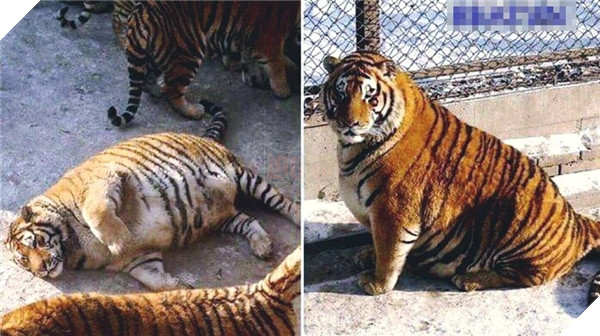 Nó hứa nó giảm cân từ năm ngoái mà tới năm nay nó vẫn vậy.