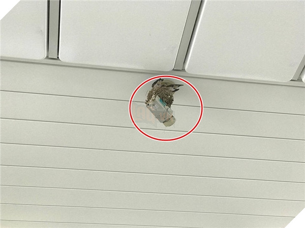 Carema giám sát mà quay đi đâu thế kia?