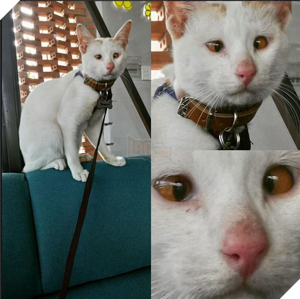 Chẳng lo stress đầu tuần vì đã có loạt ảnh bá đạo nhất đây rồi