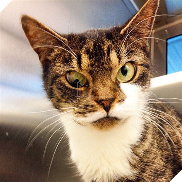 Bảo chúng nó nhìn thẳng vào mình mà không bao giờ nghe.