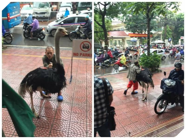 Thấy nuôi chó mèo làm thú cưng dắt đi chơi quá thường rồi, giờ phải làm cả con đà điểu này cho đi dạo phố mới "chất".