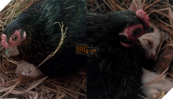 Từ bé tới lớn mới thấy gà ấp mèo thế này luôn.