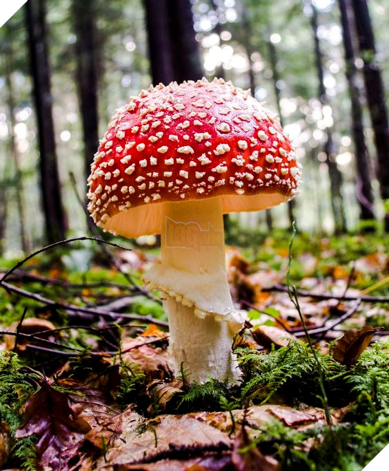 Bạn cần hết sức cẩn thận với những loại cây trái, nấm lạ bởi nguy cơ ngộ độc là rất cao.