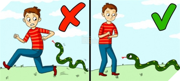 Cách xử lí khi gặp phải rắn.