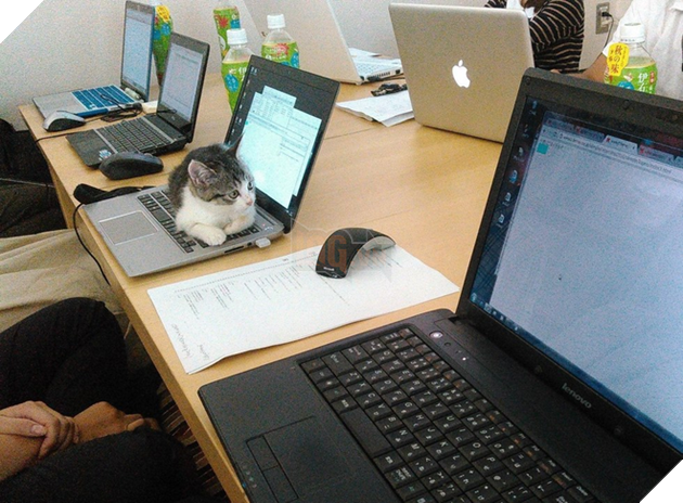 Công ty ở Tokyo đã nhận nuôi rất nhiều chú mèo vô gia cư.