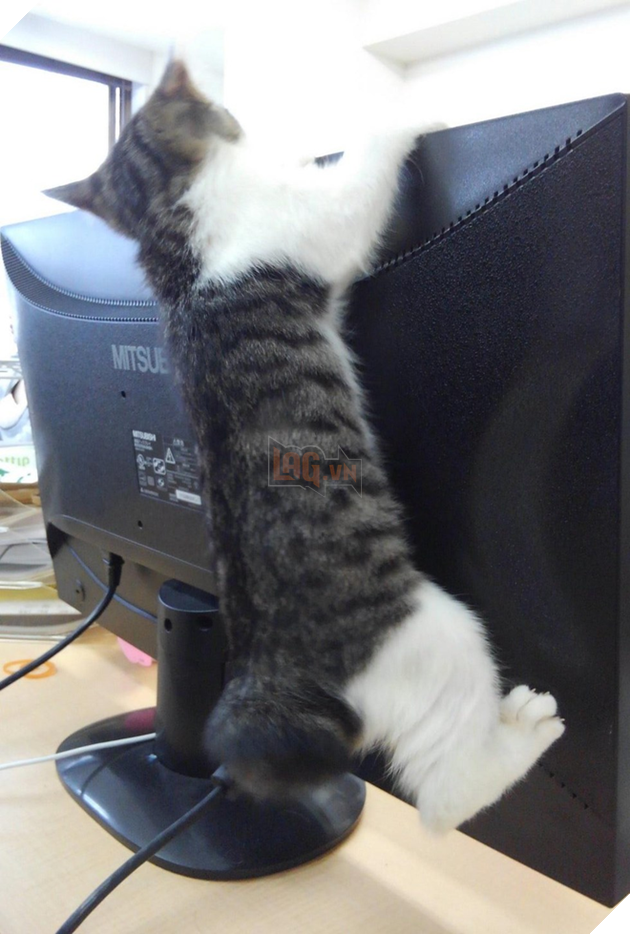 Công ty Nhật Bản thưởng tiền cho các nhân viên nuôi mèo 2