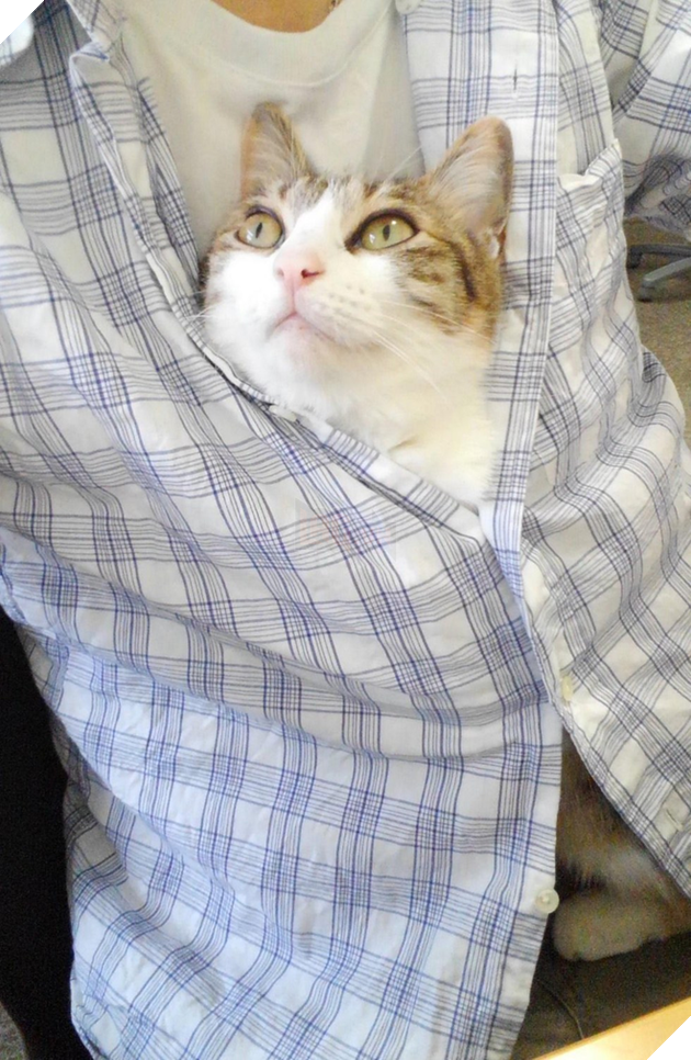 Công ty Nhật Bản thưởng tiền cho các nhân viên nuôi mèo 3