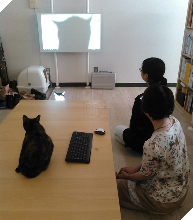 Một chú mèo văn phòng đang điều khiển máy chiếu. Đầu che hết cả màn chiếu rồi.