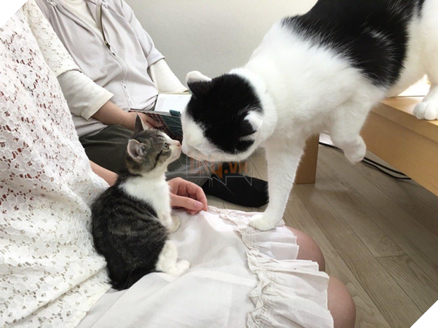 “Ma mới” làm nghi thức chào nhân viên cũ nào.