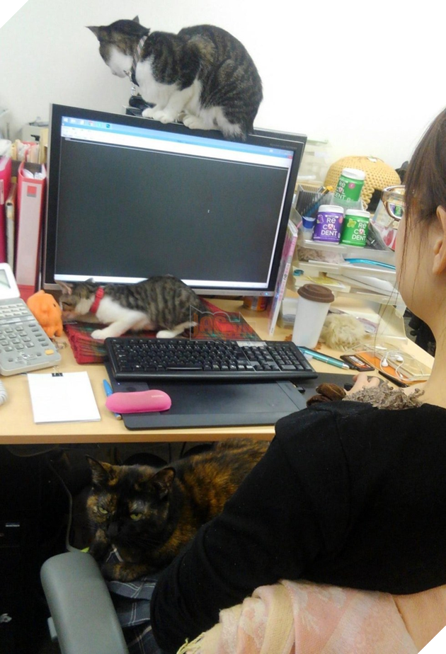 Công ty Nhật Bản thưởng tiền cho các nhân viên nuôi mèo 8