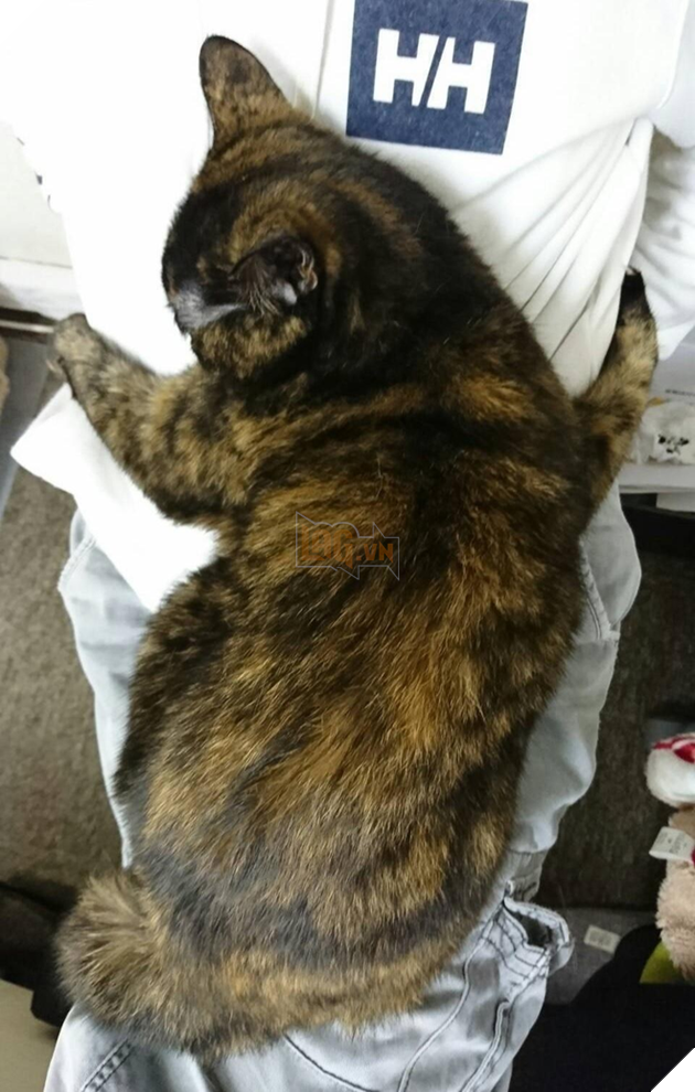 Giỏi lắm, loài người. Ngươi xứng đáng được ta ban thưởng - bằng một cái ôm.