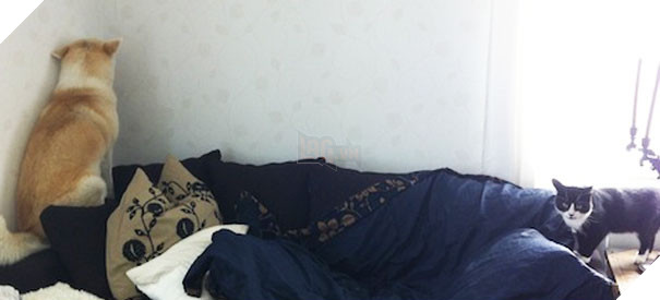 17 chú chó hèn nhát không sợ trời, không sợ đất, còn lại thì cái gì cũng sợ - Ảnh 5.