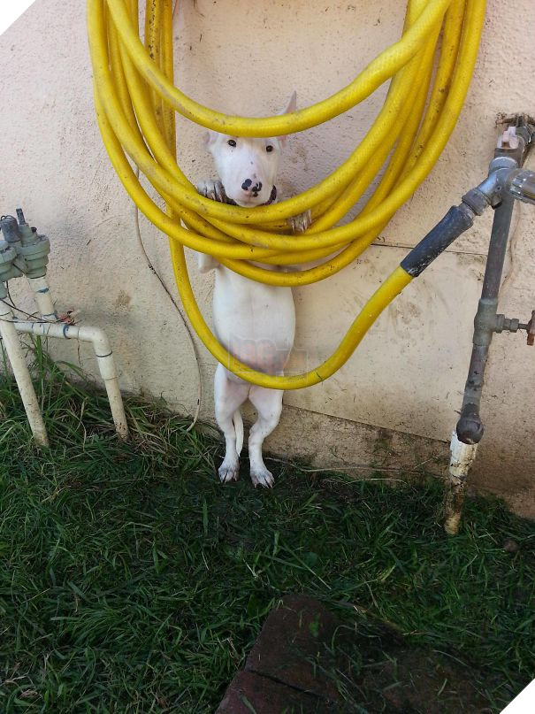 17 chú chó hèn nhát không sợ trời, không sợ đất, còn lại thì cái gì cũng sợ - Ảnh 7.