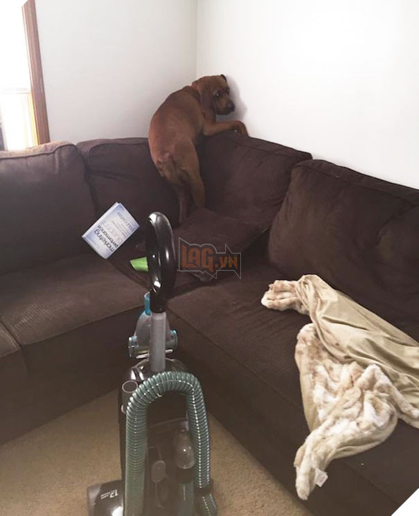 17 chú chó hèn nhát không sợ trời, không sợ đất, còn lại thì cái gì cũng sợ - Ảnh 11.