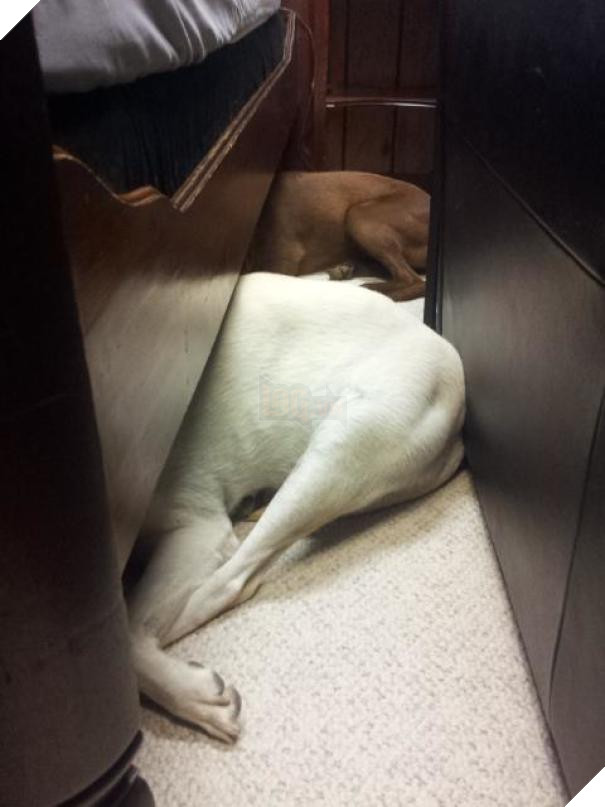 17 chú chó hèn nhát không sợ trời, không sợ đất, còn lại thì cái gì cũng sợ - Ảnh 13.