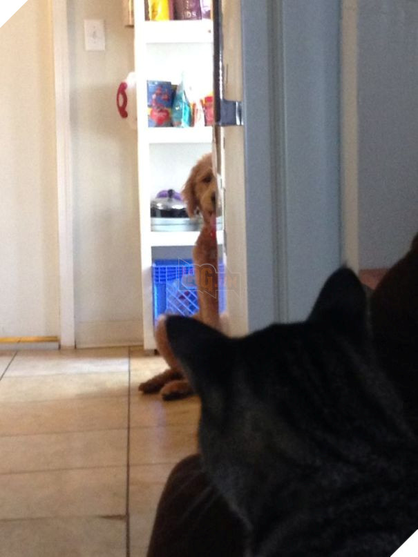 17 chú chó hèn nhát không sợ trời, không sợ đất, còn lại thì cái gì cũng sợ - Ảnh 15.